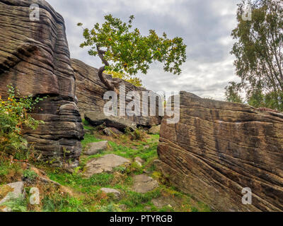 Eiche zu einem gritstone Felsvorsprung in der Nähe von Shipley Glen Baildon West Yorkshire England festhalten Stockfoto