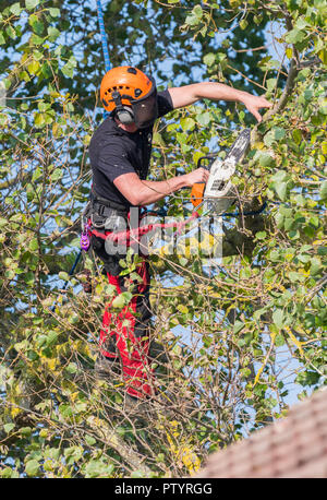 Baum feller einen Baum im Herbst mit einem Seil gesichert mit einer Säge, um einen Baum zu trimmen, in Großbritannien. Baumchirurgie. Baumfällung. Baumchirurg. Baumschnitt. Stockfoto