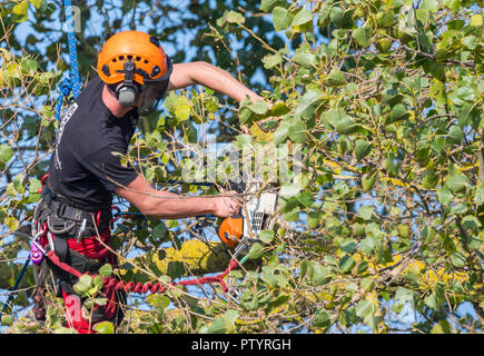 Baumchirurg im Herbst in einem Baum, gesichert durch ein Seil, mit einer Säge, um einen Baum zu trimmen, in Großbritannien. Baumchirurgie. Baumfällung. Baumfeller. Bäume beschneiden. Stockfoto