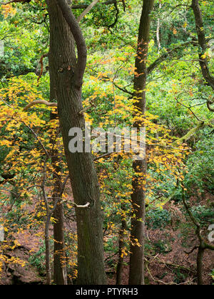 Esche im Herbst in der Nähe von Shipley Glen Baildon West Yorkshire England Stockfoto