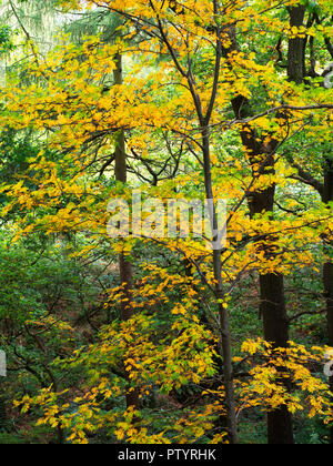 Esche im Herbst in der Nähe von Shipley Glen Baildon West Yorkshire England Stockfoto