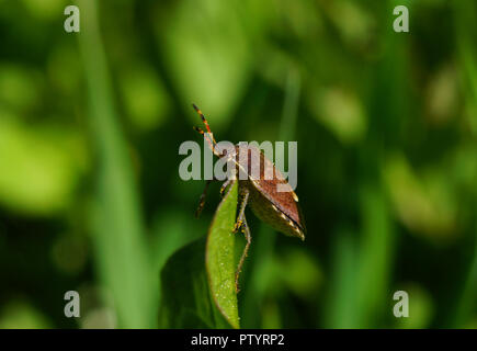 Shield Bug hocken auf einem Blatt, fotografiert gegen eine verschwommen grünen Hintergrund. Stockfoto