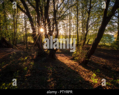 Am Nachmittag Sonne scheint durch die Bäume in einem Wald im Herbst Stockfoto