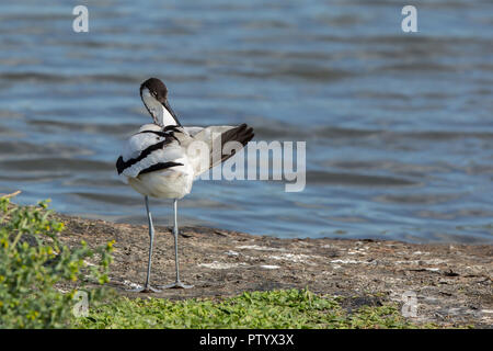 Detaillierte, Nahansicht von UK Pied Avocet Vogel (Recurvirostra avosetta) stehen isoliert am Rand des Feuchtgebiets Wasser in Sonnenschein Blick zurück Präening. Stockfoto