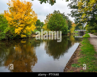 Esche Baum im Herbst bei Hirst Schloss am Leeds und Liverpool Canal in der Nähe von saltaire West Yorkshire England Stockfoto