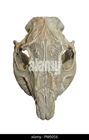 Tiefland Paca Cuniculus Paca Schädel Stockfoto