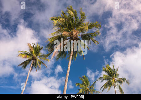 Palmen vor blauem Himmel auf Koh Kood Insel in Thailand. Stockfoto