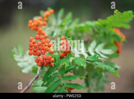 Europäische Vogelbeeren. Close Up. Verschwommenes grün Natur Hintergrund. Stockfoto