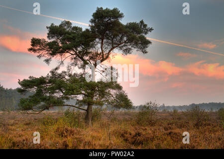 Föhren auf einer Heide am frühen Morgen, orange farbige Wolken und Kondensstreifen am Himmel Stockfoto