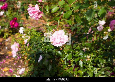 Rosa rugosa Rosen in einer Blume Garten an einem sonnigen Tag im Herbst, Dorset, Großbritannien Stockfoto