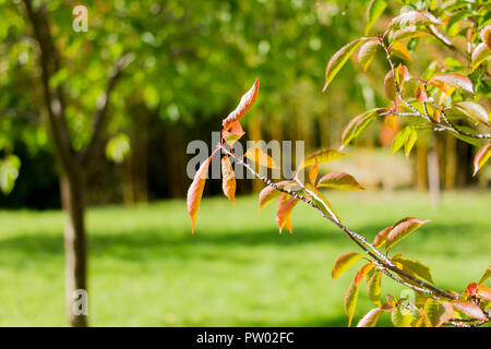 Prunus Pandora, Nahaufnahme der Blätter und Zweige im frühen Herbst, Dorset, Großbritannien Stockfoto