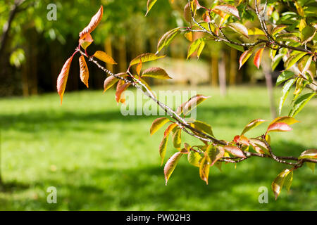 Prunus Pandora, Nahaufnahme der Blätter und Zweige im frühen Herbst, Dorset, Großbritannien Stockfoto