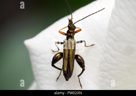 Oedemera nobilis (false Öl Käfer, geschwollene thighed Käfer, dicken Beinen flower Beetle) - Umbrien, Italien Stockfoto