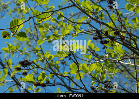 Grüne junge Schwarze alder Blätter im sonnigen Tag Stockfoto