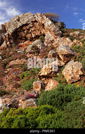 Felsen, Ginster und Heidekraut auf der Sychnant Pass in Nord Wales Stockfoto