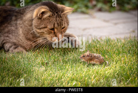 Wilde Katze spielt mit Maus gefangen auf grünem Gras. Stockfoto