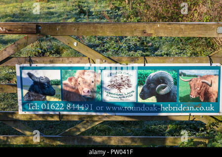 Highland Rinder auf der Medway Valley Walk in Barming, in der Nähe von Maidstone, Kent, Großbritannien Stockfoto