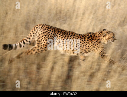 Geparden, die Kalahari Wüste Namibia Stockfoto