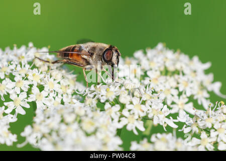 Drone fly Eristalis tenax Insekt pollinatingon Eine weiße floooooor an einem sonnigen Tag im Frühling Saison Stockfoto