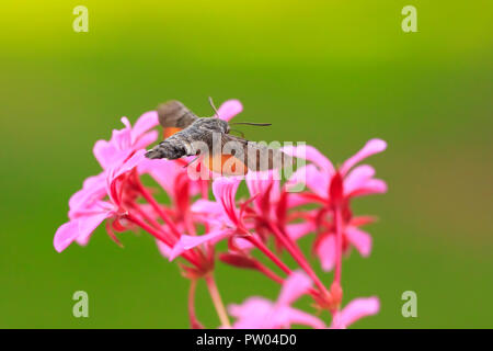 Seitenansicht der ein Kolibri Falke-Motte (Macroglossum Stellatarum) Fütterung auf eine rosa Blume in einer lebhaften Wiese Stockfoto