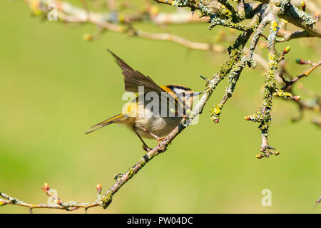 Nahaufnahme von einem kleinen gemeinsamen Firecrest (Regulus ignicapilla) Vogel Futter durch Zweige von Bäumen und Bush im Frühjahr an einem sonnigen Tag Stockfoto