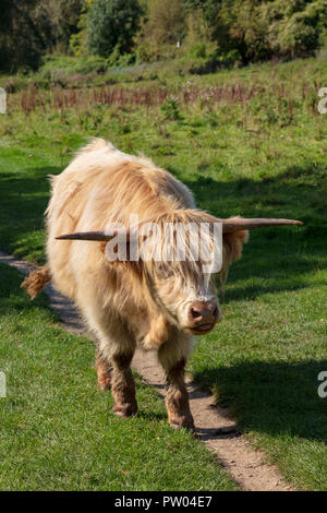 Highland Rinder auf der Medway Valley Walk in Barming, in der Nähe von Maidstone, Kent, Großbritannien Stockfoto