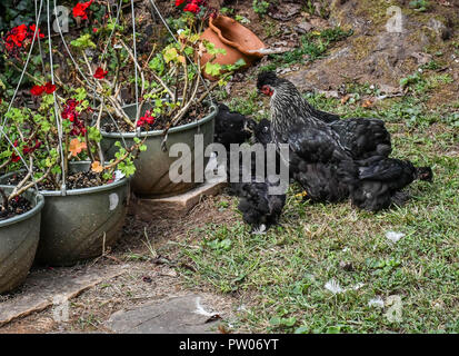 Eine freie Strecke Huhn und ihre Küken Roaming, Jasper, Georgia, USA Stockfoto