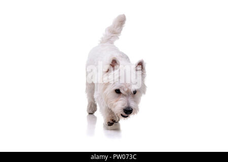 Studio geschossen von einem entzückenden West Highland White Terrier zu Fuß auf weißem Hintergrund. Stockfoto