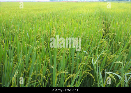 Vietnam die Ernte von Reis fast fertig Ernte in der Nähe von Hue in Zentralvietnam August 2018 Stockfoto