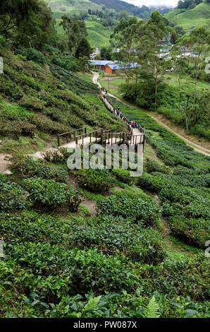 Cameron Highlands, Malaysia - 30. Dezember 2016: Zu Fuß weg zu Sungai Palas BOH Tea House, einer der am meisten besuchten Tea House von Touristen in Kameras Stockfoto