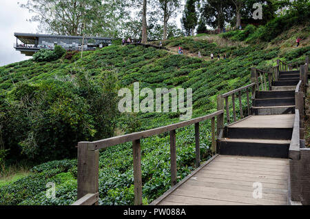 Cameron Highlands, Malaysia - 30. Dezember 2016: Zu Fuß weg zu Sungai Palas BOH Tea House, einer der am meisten besuchten Tea House von Touristen in Kameras Stockfoto