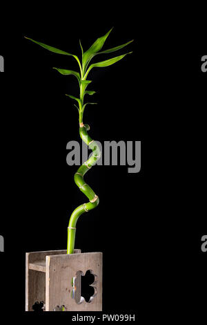 Ökologie Konzept Bild mit bambusstiel in Holz- Vase auf schwarzem Hintergrund Stockfoto