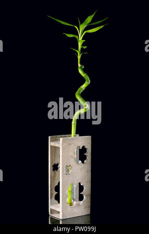 Ökologie Konzept Bild mit bambusstiel in Holz- Vase auf schwarzem Hintergrund Stockfoto