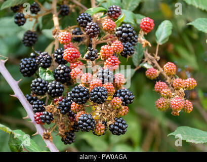 Brombeeren auf einem wilden Dornstrauch. Die schwarzen reif sind, die Roten sind noch nicht gereift Stockfoto