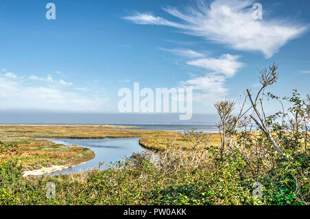 Blick über Büsche und Sträucher in Richtung der Blätter und Gräser wachsen in der Nähe der Nordsee strand bei Kwade Hoek Naturschutzgebiet auf der Insel Goeree, Die Stockfoto