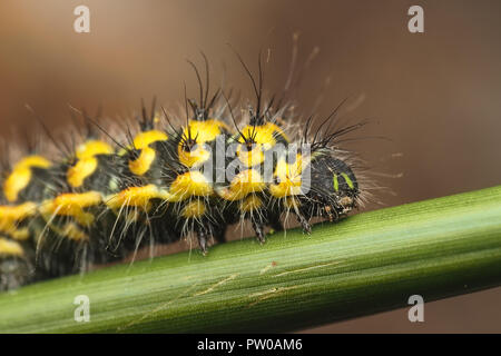 Nahaufnahme des Kaisers Motte third instar Caterpillar (Saturnia pavonia). Tipperary, Irland Stockfoto