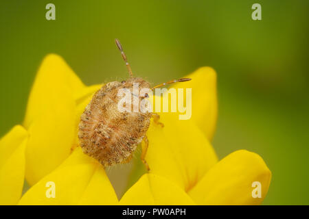 Early instar Haarige Shieldbug Nymphe (Dolycoris baccarum) auf gemeinsame Fleabane wildflower. Tipperary, Irland Stockfoto