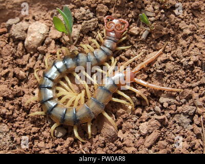 Giant Centipede Stockfoto