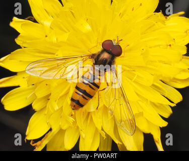 Episyrphus balteatus hoverfly thront auf Blume. Tipperary, Irland Stockfoto