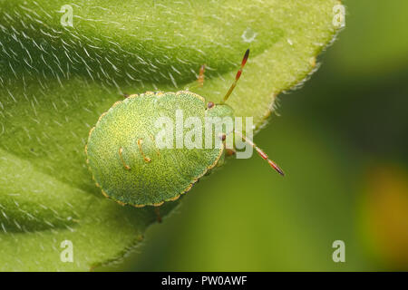 Green Shieldbug Nymphe (Palomena prasina) ruht auf schleichende buttercup Blatt. Tipperary, Irland Stockfoto