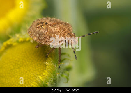 Haarige Shieldbug Nymphe (Dolycoris baccarum) auf gemeinsame Fleabane wildflower thront. Tipperary, Irland Stockfoto