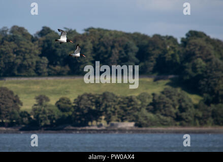 Ein paar Oystercatcheers über das Wasser der Förde her fliegen Stockfoto