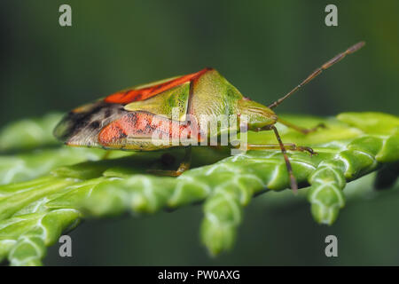 Juniper (Cyphostethus tristriatus Shieldbug) in Ruhe auf Lawson's Cypress Tree. Tipperary, Irland Stockfoto