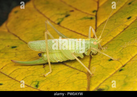 Eiche Bush - Kricket weiblich (Meconema thalassinum) ruht auf horse chestnut Leaf. Tipperary, Irland Stockfoto