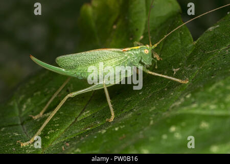 Eiche Bush - Kricket weiblich (Meconema thalassinum) ruht auf Ahorn Blatt. Tipperary, Irland Stockfoto