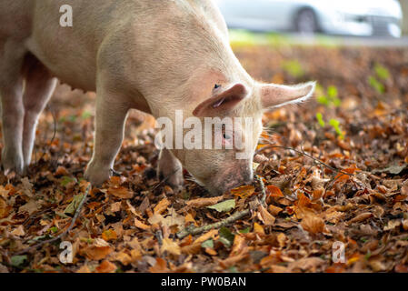 Schweine in den New Forest National Park freigegeben Eicheln, die den New Forest Ponys giftig sind zu essen - Pannage Stockfoto