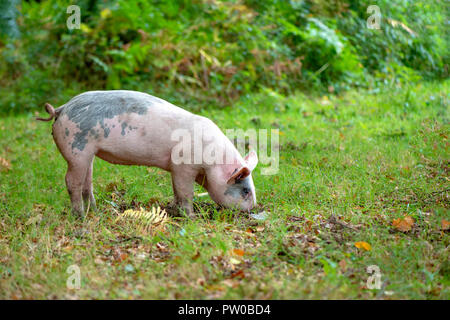 Schweine in den New Forest National Park freigegeben Eicheln, die den New Forest Ponys giftig sind zu essen - Pannage Stockfoto