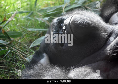 Nahaufnahme von flachlandgorilla Festlegung in mit Pflanzen um ihn herum. Stockfoto