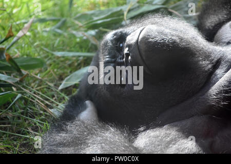 Mountain Gorilla zur Festlegung vor grünem Hintergrund. Stockfoto