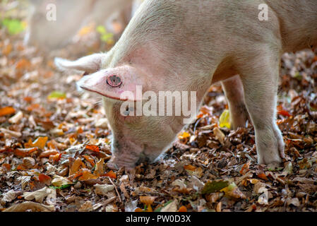 Schweine in den New Forest National Park freigegeben Eicheln, die den New Forest Ponys giftig sind zu essen - Pannage Stockfoto